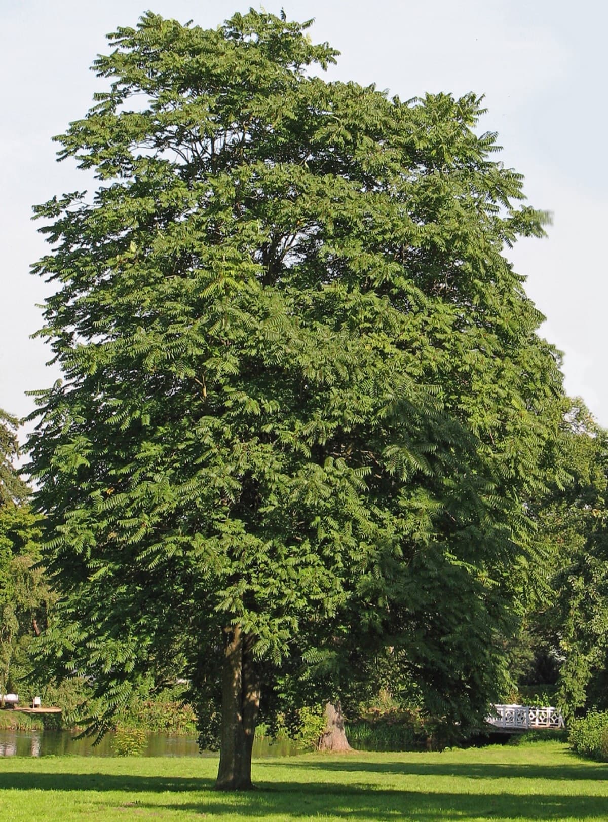 A mature Tree of Heaven showing its full growth habit