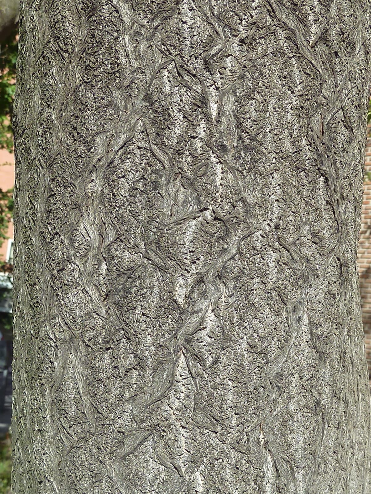 Tree of Heaven bark, smooth and pale gray