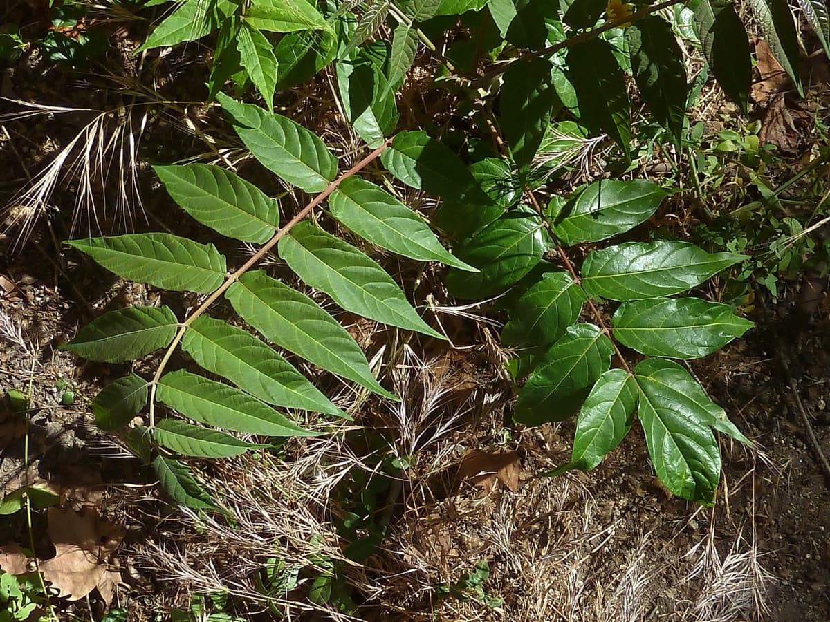 A whole pinnately compound Tree of Heaven leaf