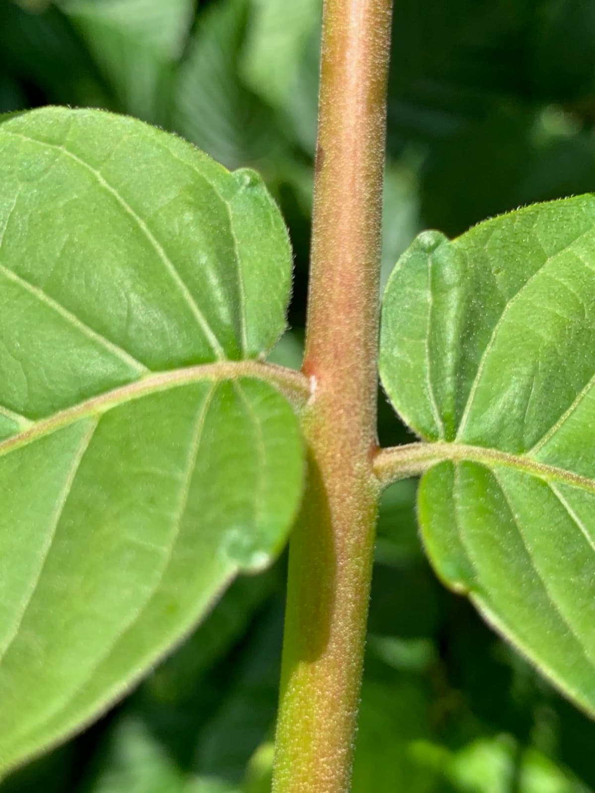 Close-up of the glandular teeth at the base of a Tree of Heaven leaflet