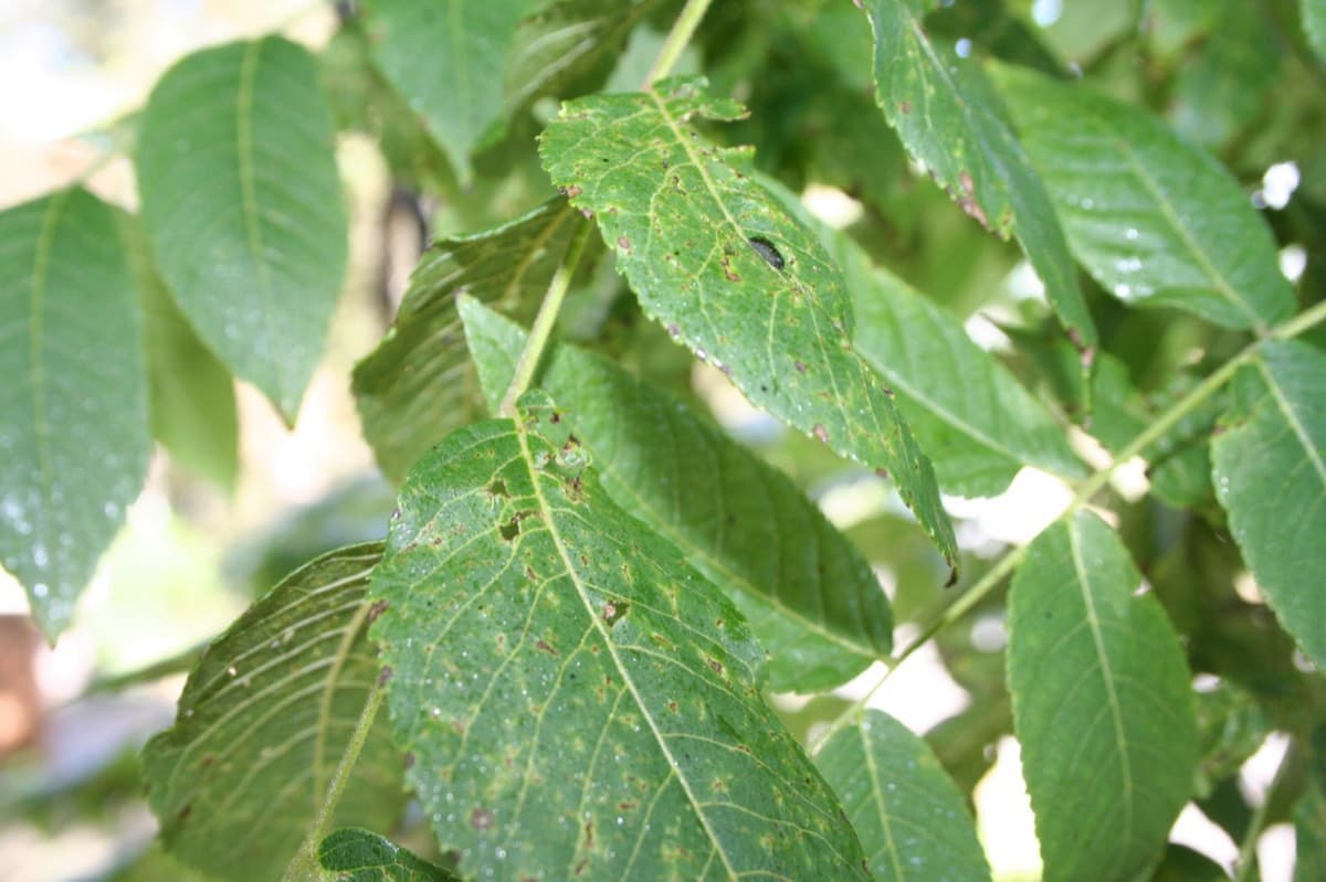 Black walnut compound leaf