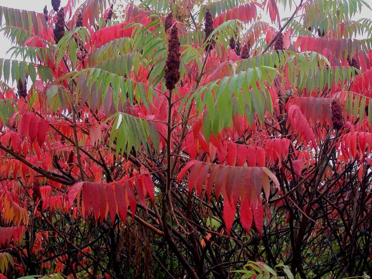 Staghorn sumac compound leaf, toothed along the entire leaflet margin