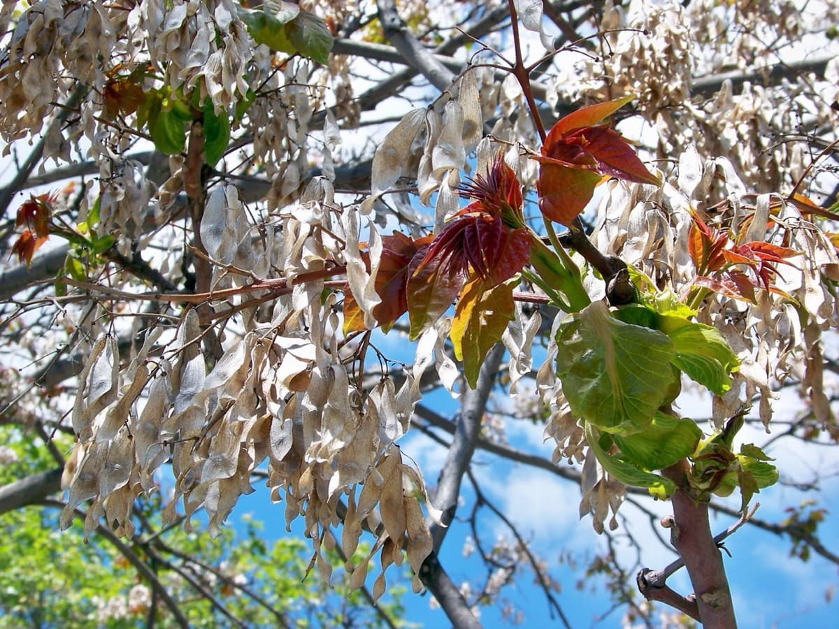 Clusters of twisted, winged Tree of Heaven samaras